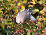 Bohemian Waxwing - Pestvogel - Bombycilla garrulus