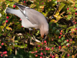 Bohemian Waxwing - Pestvogel - Bombycilla garrulus