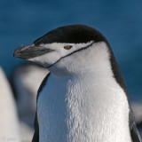 Chinstrap Penguin - Kinbandpingun - Pygoscelis antarctica