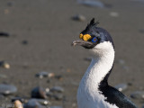 South Georgia Shag - Zuid-Georgische Aalscholver - Phalacrocorax  georgianus