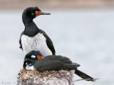 Rock Shag - Magelhaenaalscholver - Phalacrocorax magellanicus