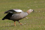 Ruddy-headed Goose - Roodkopgans - Chloephaga rubidiceps