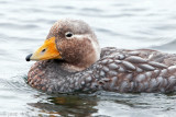 Falkland Flightlesss Steamerduck - Falkland-booteend - Tachyeres brachypterus