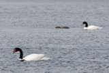 Black-necked Swan - Zwarthalszwaan - Cygnus melanocoryphus