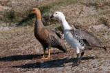 Upland Goose - Magelhaengans - Chloephaga picta