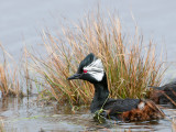 White-tufted Grebe - Witwangfuut - Rollandia rolland