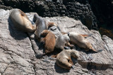South American Sea Lion - Manenrob - Otaria flavescens