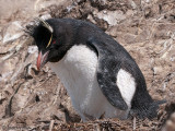 Rockhopper - Geelkuifpingun - Eudyptes chrysocome