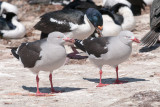 Dolphin Gull - Dolfijnmeeuw - Larus scoresbii