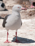 Dolphin Gull - Dolfijnmeeuw - Larus scoresbii