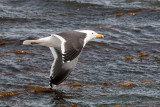 Kelp Gull - Kelpmeeuw - Larus dominicanus
