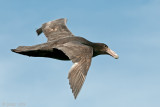 Southern Giant Petrel - Zuidelijke Reuzenstormvogel - Macronectes giganteus