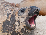 Southern Elephant Seal - Zeeolifant - Mirounga leonina