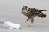 Peregrine - Slechtvalk - Falco peregrinus