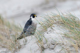 Peregrine - Slechtvalk - Falco peregrinus