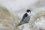 Peregrine - Slechtvalk - Falco peregrinus