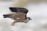 Peregrine - Slechtvalk - Falco peregrinus