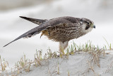 Peregrine - Slechtvalk - Falco peregrinus