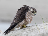 Peregrine - Slechtvalk - Falco peregrinus