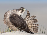 Peregrine - Slechtvalk - Falco peregrinus