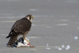 Peregrine - Slechtvalk - Falco peregrinus