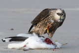 Peregrine - Slechtvalk - Falco peregrinus
