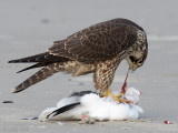 Peregrine - Slechtvalk - Falco peregrinus