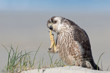 Peregrine - Slechtvalk - Falco peregrinus