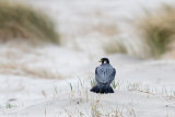 Peregrine - Slechtvalk - Falco peregrinus