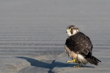 Peregrine - Slechtvalk - Falco peregrinus