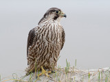 Peregrine - Slechtvalk - Falco peregrinus