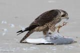 Peregrine - Slechtvalk - Falco peregrinus