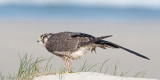 Peregrine - Slechtvalk - Falco peregrinus