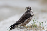 Peregrine - Slechtvalk - Falco peregrinus