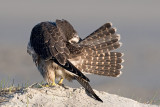 Peregrine - Slechtvalk - Falco peregrinus