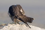 Peregrine - Slechtvalk - Falco peregrinus