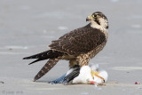 Peregrine - Slechtvalk - Falco peregrinus