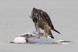 Peregrine - Slechtvalk - Falco peregrinus