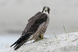 Peregrine - Slechtvalk - Falco peregrinus