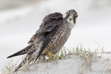 Peregrine - Slechtvalk - Falco peregrinus