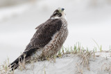 Peregrine - Slechtvalk - Falco peregrinus