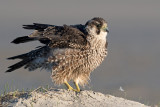 Peregrine - Slechtvalk - Falco peregrinus