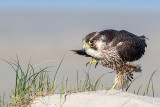 Peregrine - Slechtvalk - Falco peregrinus