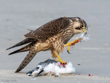 Peregrine - Slechtvalk - Falco peregrinus