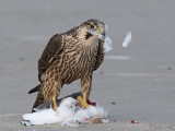 Peregrine - Slechtvalk - Falco peregrinus