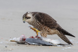 Peregrine - Slechtvalk - Falco peregrinus