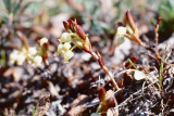 Bearberry - Berendruif - Arctostaphylos spec