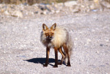 Red Fox - Vos - Vulpes vulpes