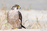 Peregrine - Slechtvalk - Falco peregrinus