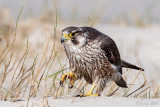 Peregrine - Slechtvalk - Falco peregrinus